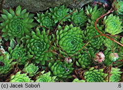 Sempervivum fauconnetti