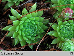 Sempervivum fauconnetti