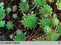 Sempervivum fauconnetti