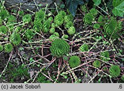 Sempervivum fauconnetti