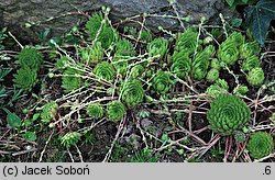 Sempervivum fauconnetti