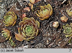 Sempervivum Othello