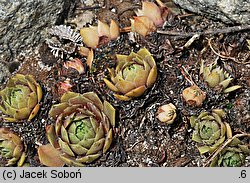 Sempervivum Othello