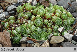 Sempervivum arachnoideum (rojnik pajęczynowaty)