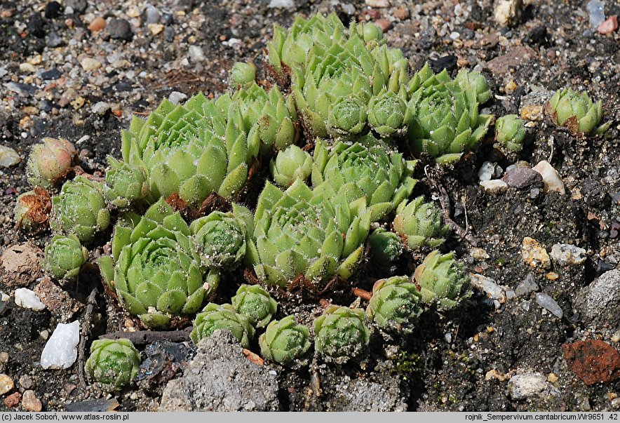 Sempervivum cantabricum