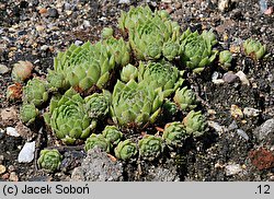 Sempervivum cantabricum