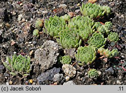 Sempervivum cantabricum