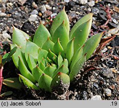 Sempervivum charadzeae