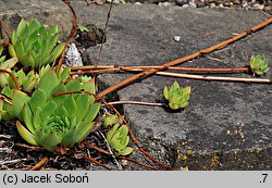 Sempervivum charadzeae