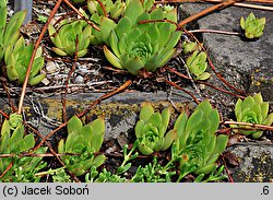 Sempervivum charadzeae