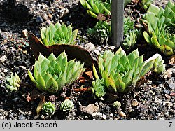 Sempervivum dolomiticum