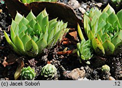 Sempervivum dolomiticum