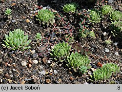 Sempervivum ×funckii (rojnik Funcka)