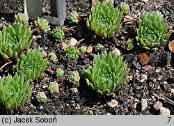 Sempervivum ×michaelis-borsii