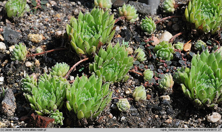 Sempervivum ×michaelis-borsii