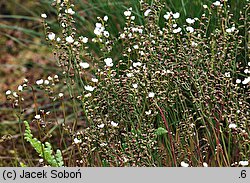 Drosera binata