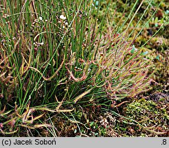 Drosera binata