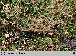 Drosera binata