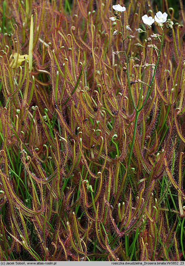 Drosera binata