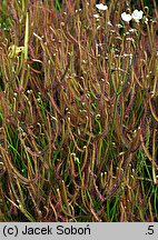 Drosera binata