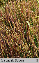 Drosera binata