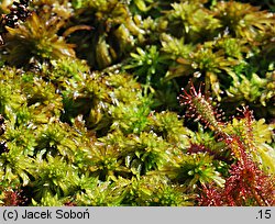 Drosera intermedia (rosiczka pośrednia)