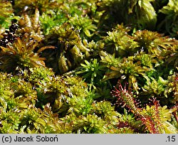 Drosera intermedia (rosiczka pośrednia)