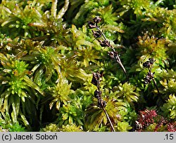 Drosera intermedia (rosiczka pośrednia)