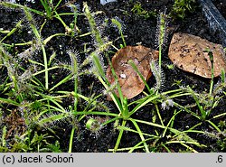 Drosera capensis (rosiczka przylądkowa)