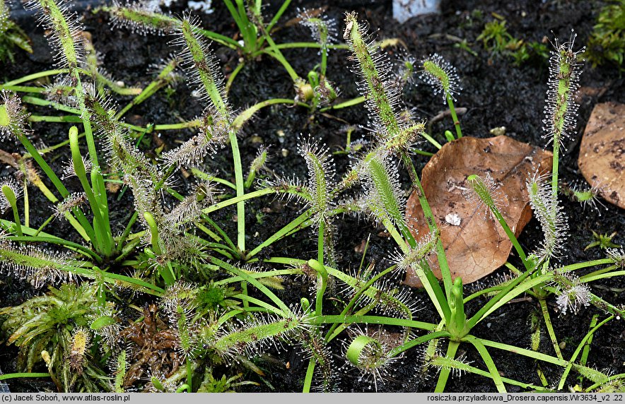 Drosera capensis (rosiczka przylądkowa)