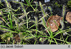 Drosera capensis (rosiczka przylądkowa)