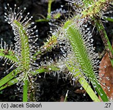 Drosera capensis (rosiczka przylądkowa)