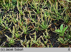 Drosera capensis (rosiczka przylądkowa)