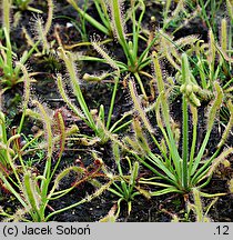 Drosera capensis (rosiczka przylądkowa)