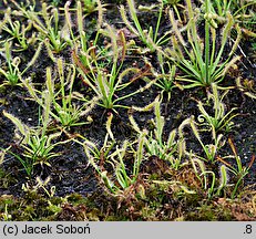 Drosera capensis (rosiczka przylądkowa)