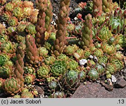 Rosularia chrysantha (rozularia złocista)