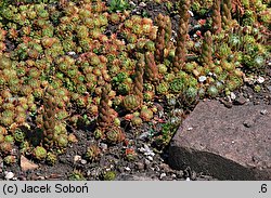 Rosularia chrysantha (rozularia złocista)