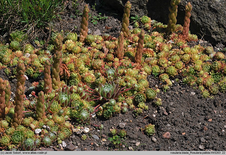 Rosularia chrysantha (rozularia złocista)