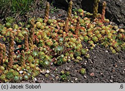 Rosularia chrysantha (rozularia złocista)