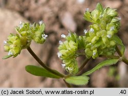 Valerianella locusta