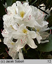 Rhododendron hort. Catawbiense Album