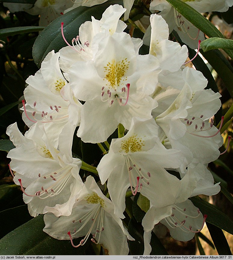 Rhododendron Catawbiense Album