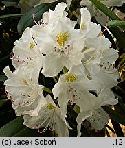 Rhododendron Catawbiense Album