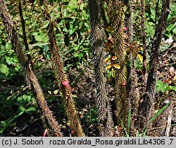 Rosa giraldii (róża Giralda)