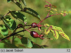 Rosa giraldii (róża Giralda)