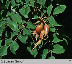 Rosa sweginzowii