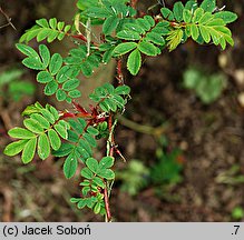 Rosa sericea (róża czteropłatkowa)