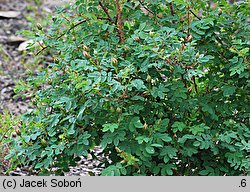 Rosa spinosissima (róża gęstokolczasta)