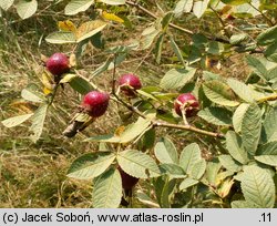 Rosa villosa