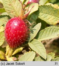 Rosa villosa